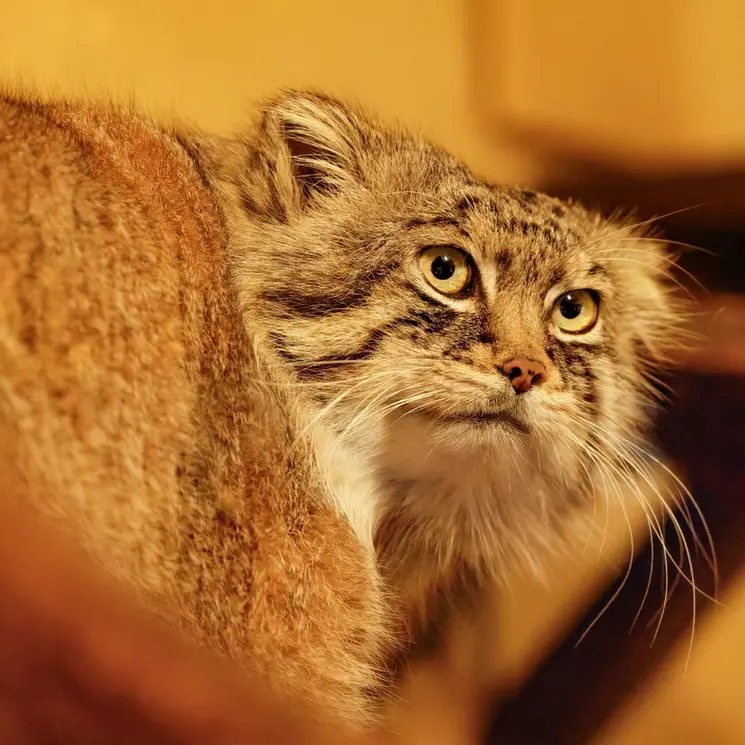 A photograph of Lotos in Saitama Children's Zoo