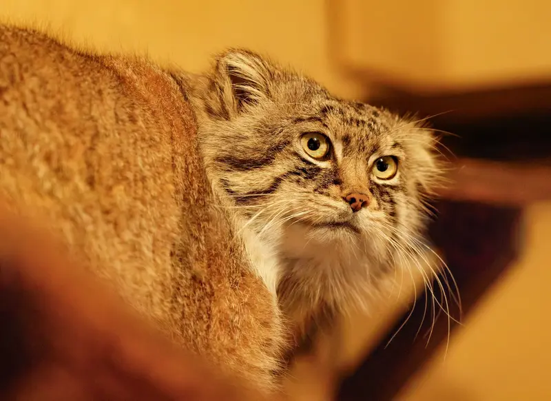 A photograph of Lotos in Saitama Children's Zoo