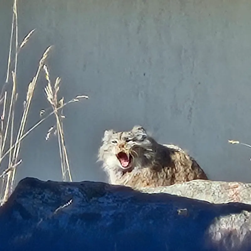 A photograph of Mimi in Korkeasaari Zoo