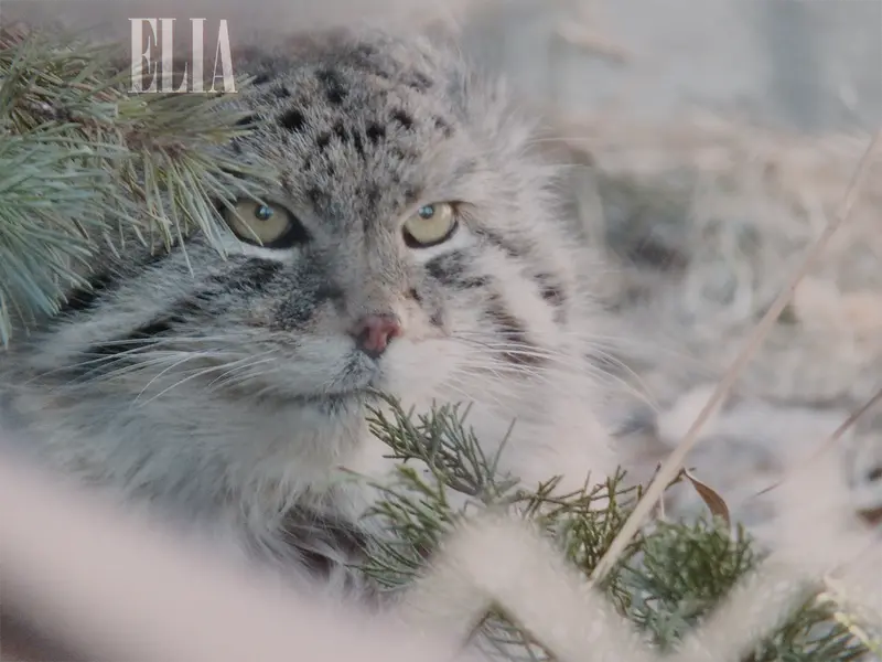 A photograph of Olaf in Calgary Zoo / Wilder Institute