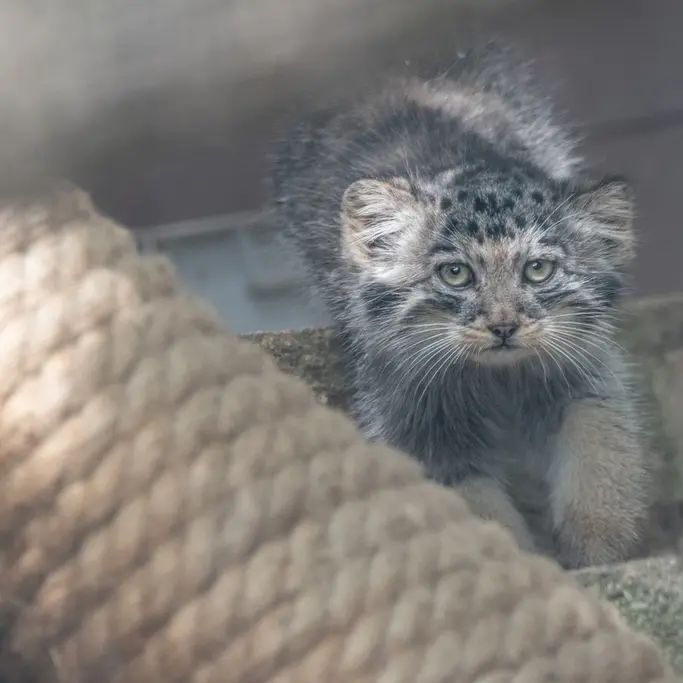 A photograph of a Pallas's cat in Brno Zoo
