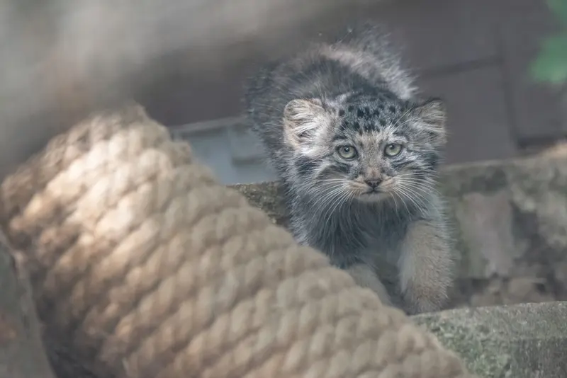 A photograph of a Pallas's cat in Brno Zoo