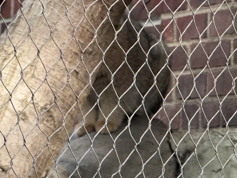 A photograph of Sarnai in Prospect Park Zoo