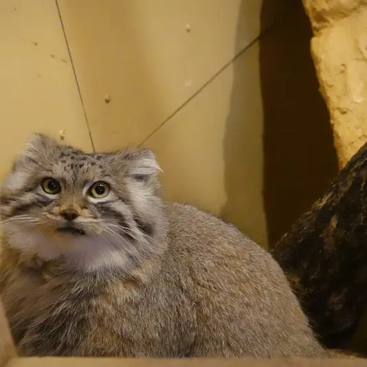 A photograph of Oliva in Saitama Children's Zoo