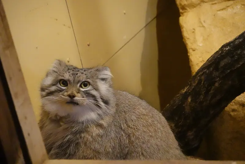 A photograph of Oliva in Saitama Children's Zoo
