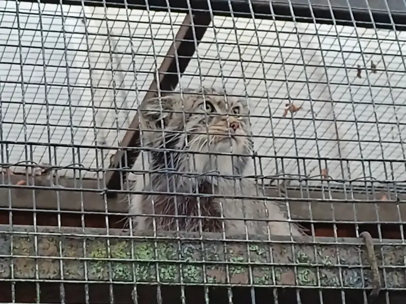 A photograph of a Pallas's cat
