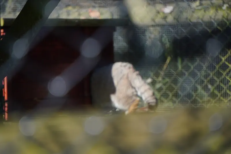 A photograph of Jochi in Howletts Wild Animal Park