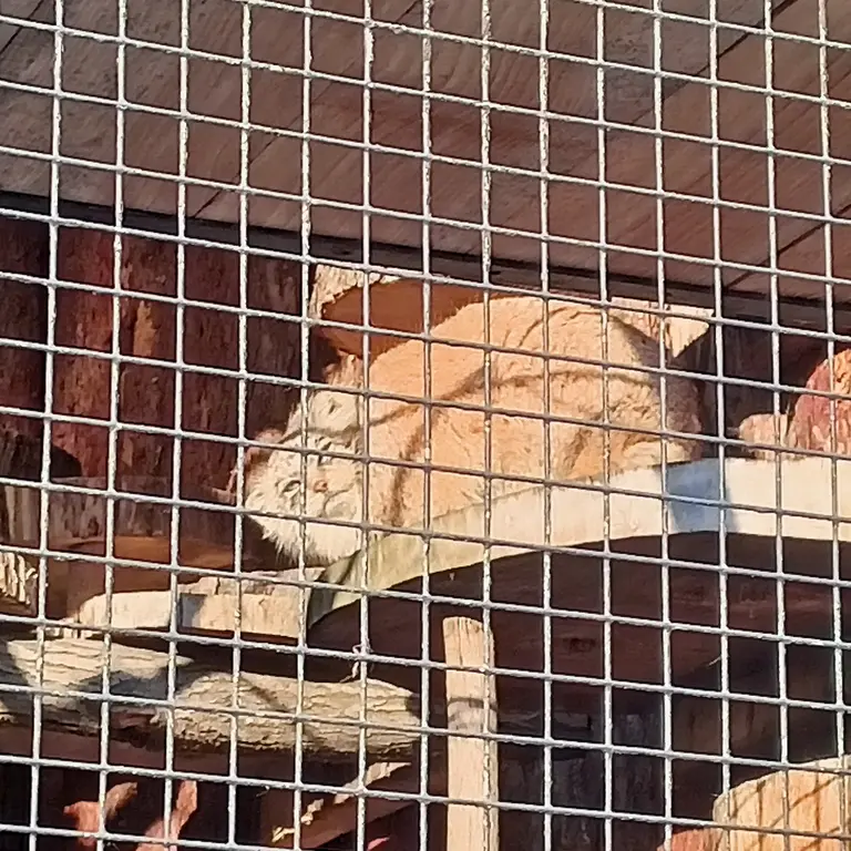 A photograph of Namika in Leningrad zoo