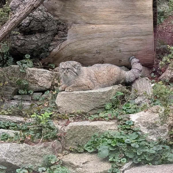 A photograph of Zarina in Wrocław Zoo
