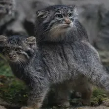 A photograph of Markiza in Novosibirsk Zoo