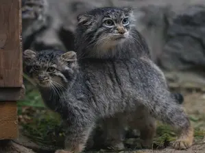 A photograph of Markiza in Novosibirsk Zoo