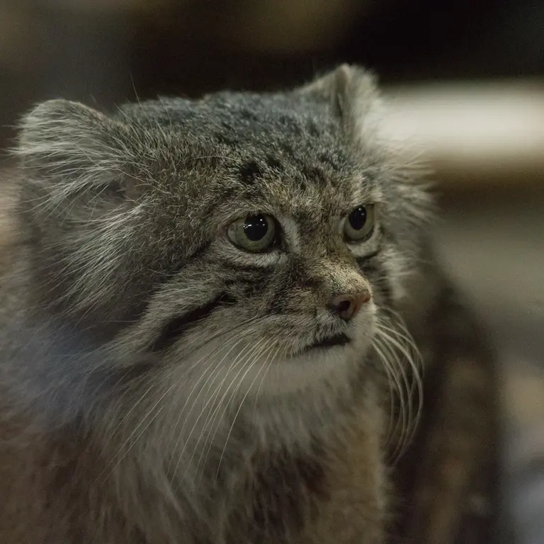 A photograph of Klyon in Ueno Zoological Gardens