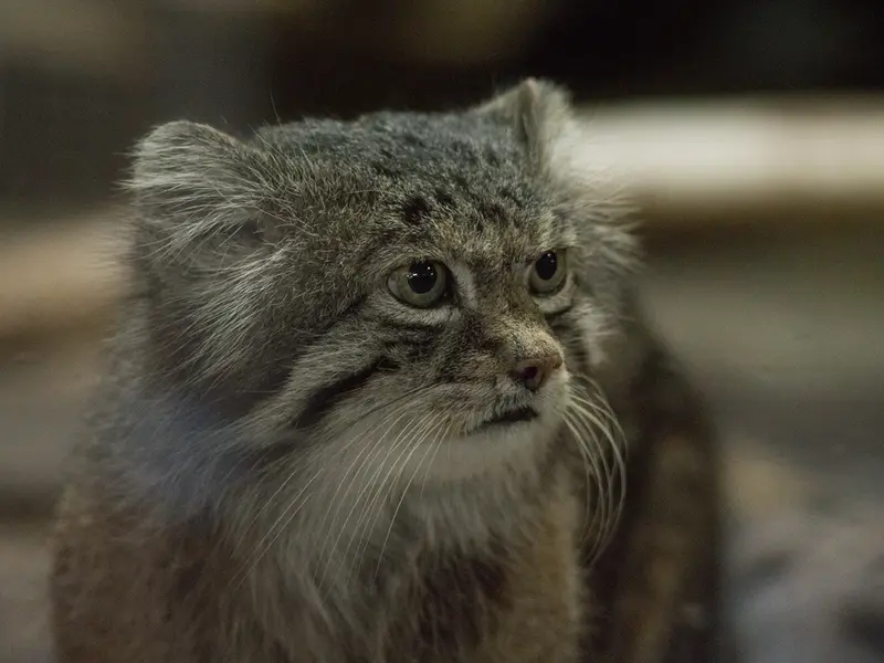 A photograph of Klyon in Ueno Zoological Gardens