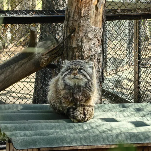 A photograph of Zelenogorsk in Novosibirsk Zoo