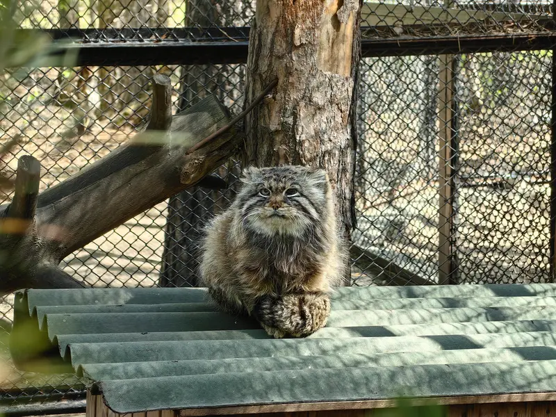 A photograph of Zelenogorsk in Novosibirsk Zoo