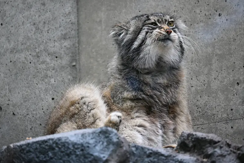 A photograph of Grusha in Asahiyama Zoo