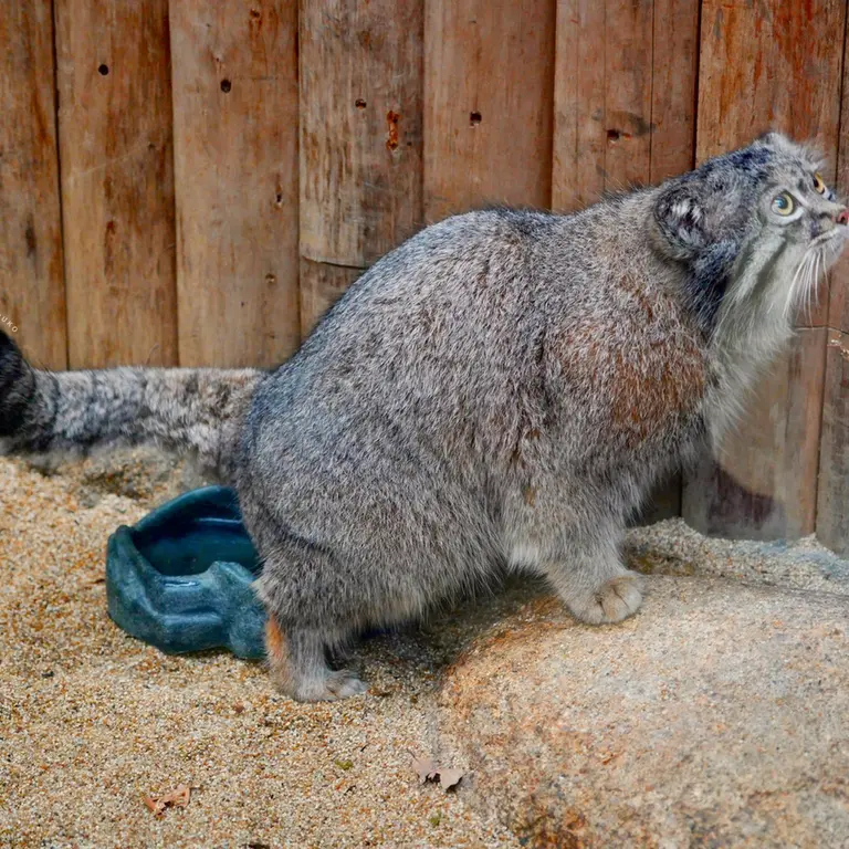 A photograph of Nar in Kobe Animal Kingdom