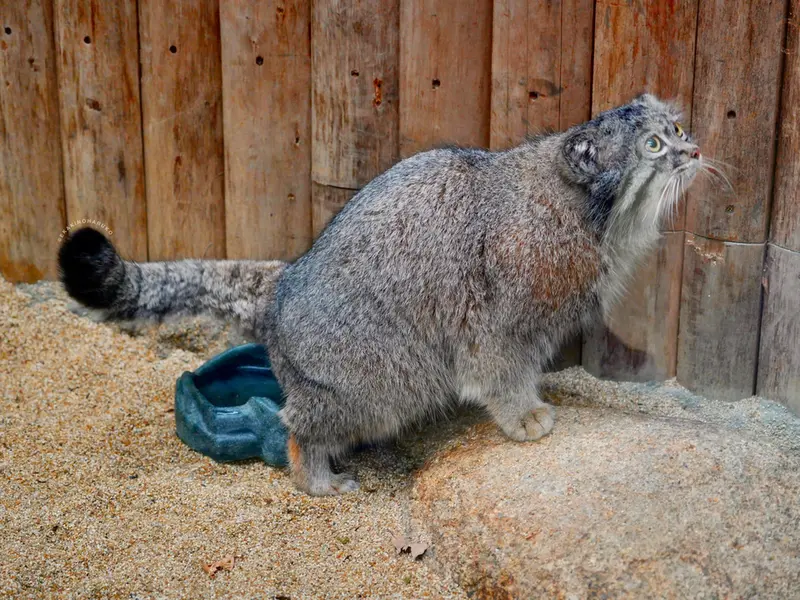 A photograph of Nar in Kobe Animal Kingdom