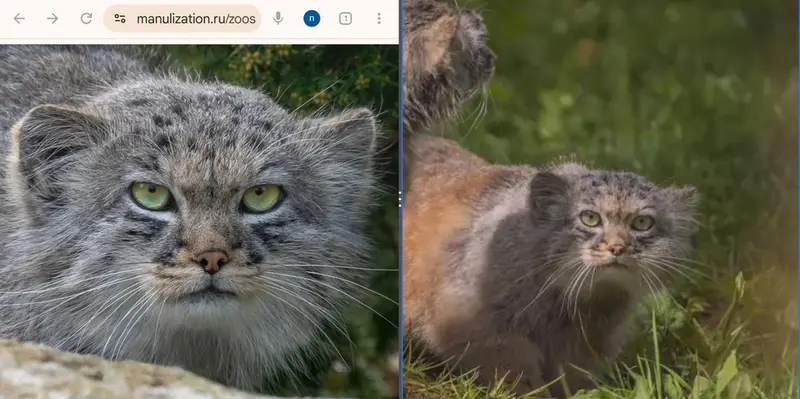 A photograph of a Pallas's cat