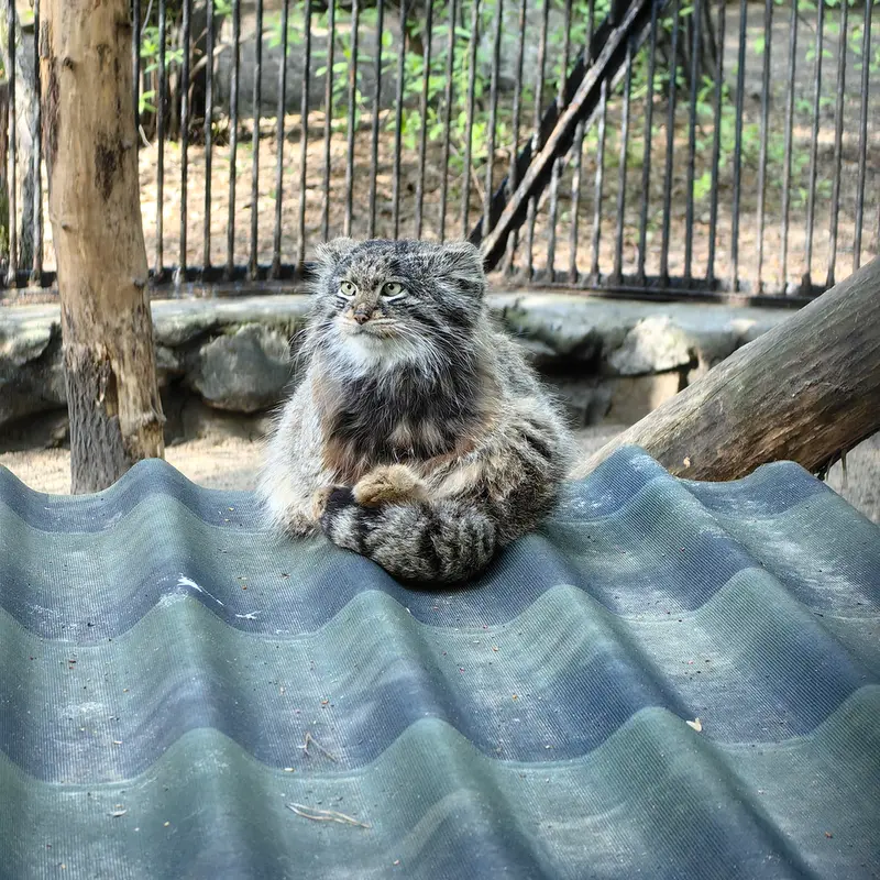 A photograph of Bandit in Novosibirsk Zoo