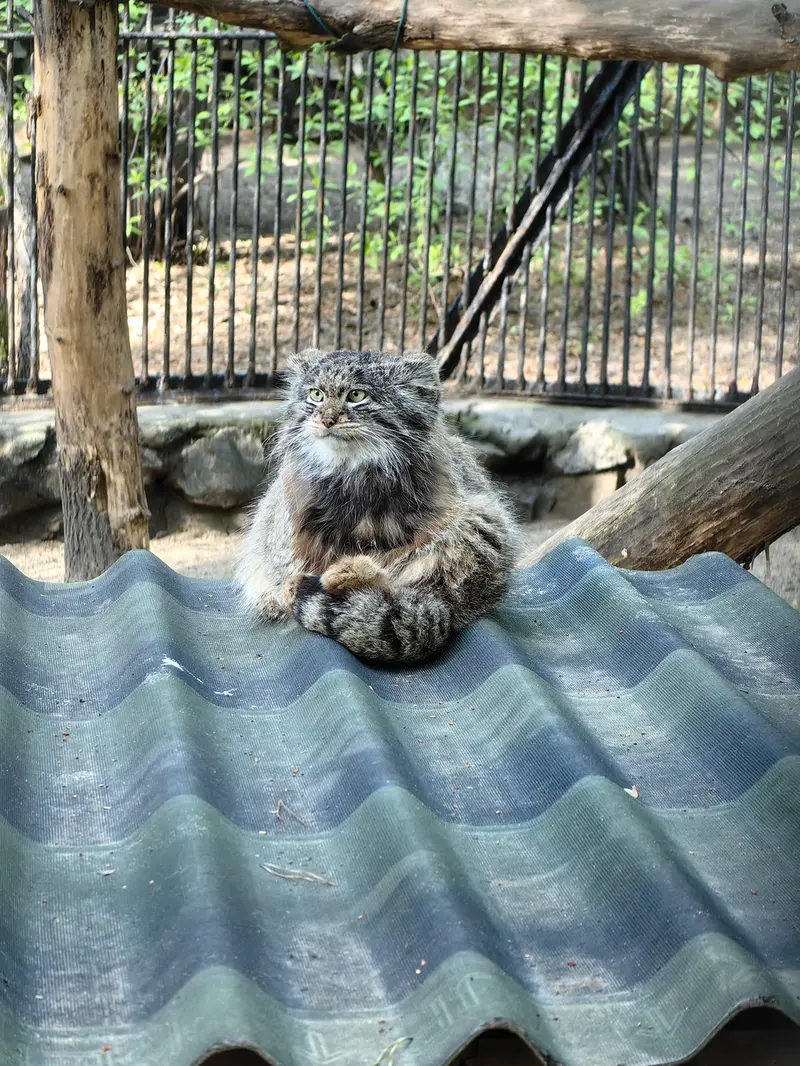 A photograph of Bandit in Novosibirsk Zoo