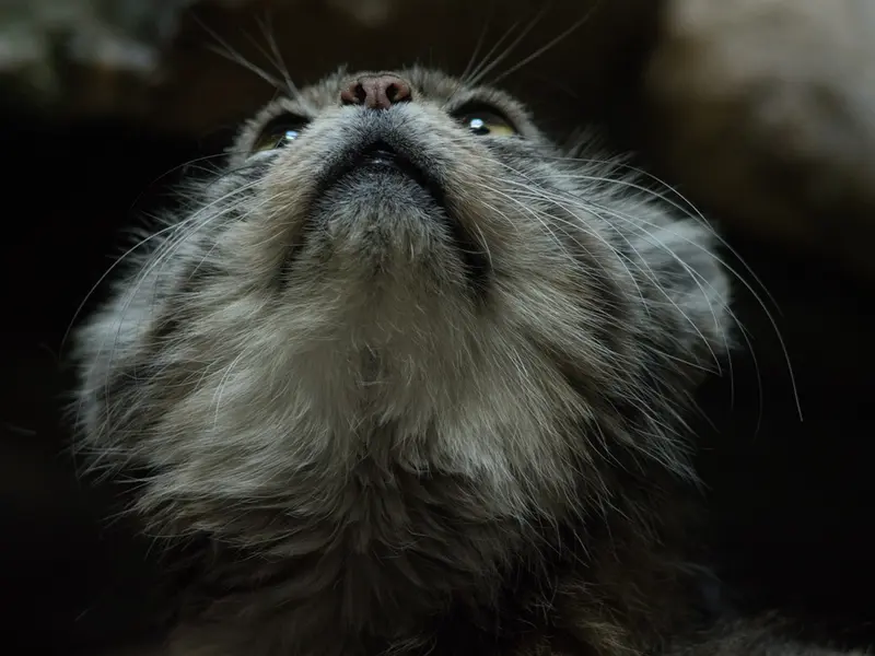 A photograph of Primula in Ueno Zoological Gardens