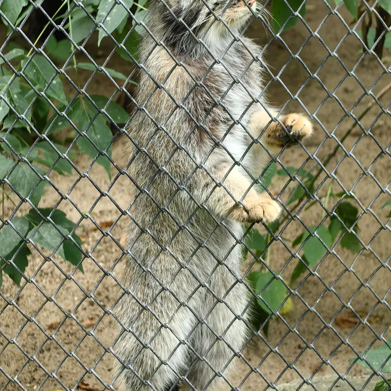 A photograph of George in Novosibirsk Zoo