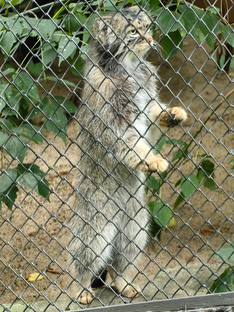 A photograph of George in Novosibirsk Zoo
