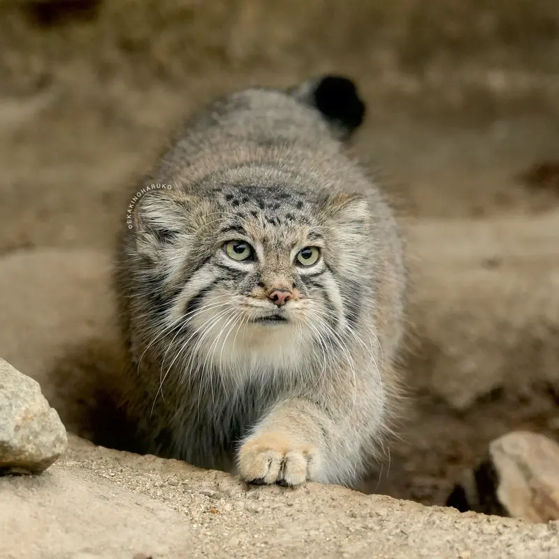 A photograph of Az in Kobe Animal Kingdom