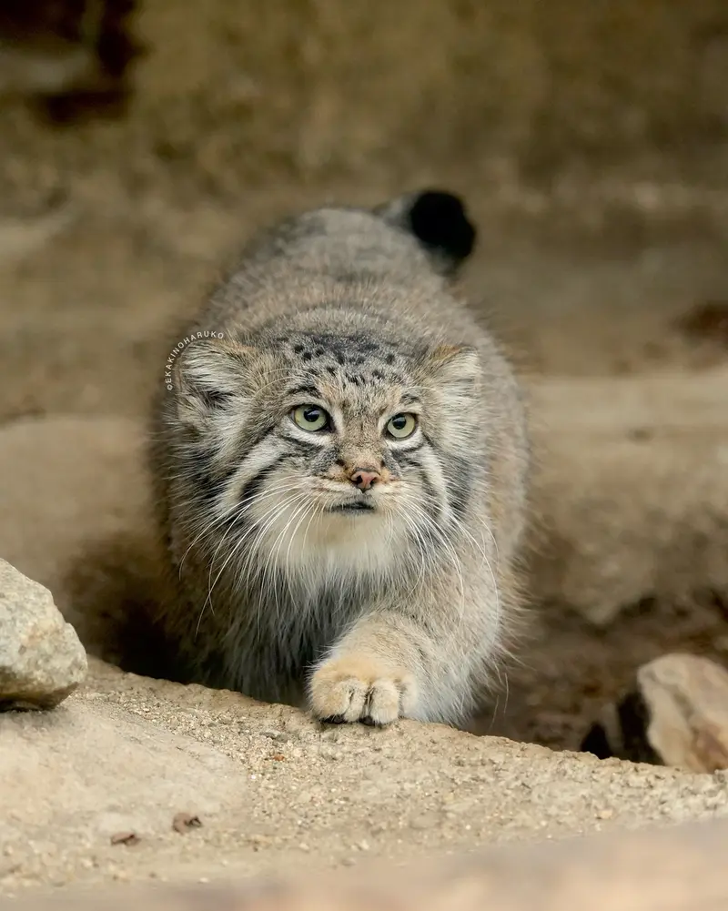 A photograph of Az in Kobe Animal Kingdom