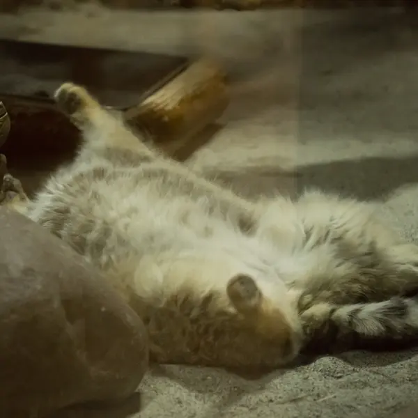 A photograph of Primula in Ueno Zoological Gardens