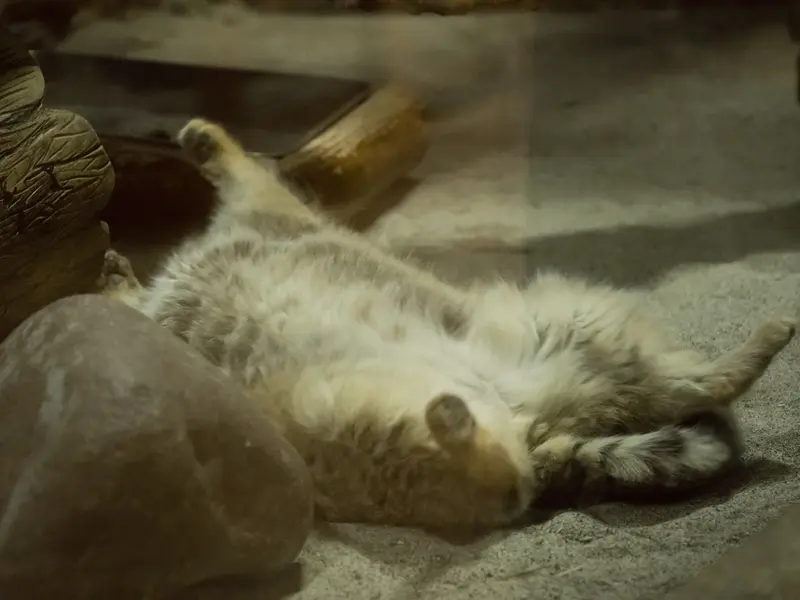 A photograph of Primula in Ueno Zoological Gardens