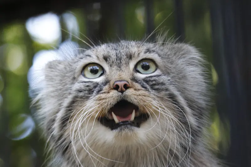 A photograph of Gabi in Novosibirsk Zoo