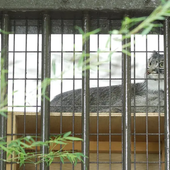 A photograph of a Pallas's cat in Nogeyama Zoo