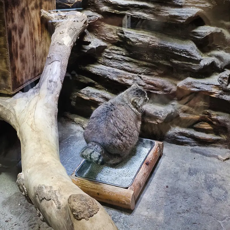 A photograph of a Pallas's cat in Ueno Zoological Gardens