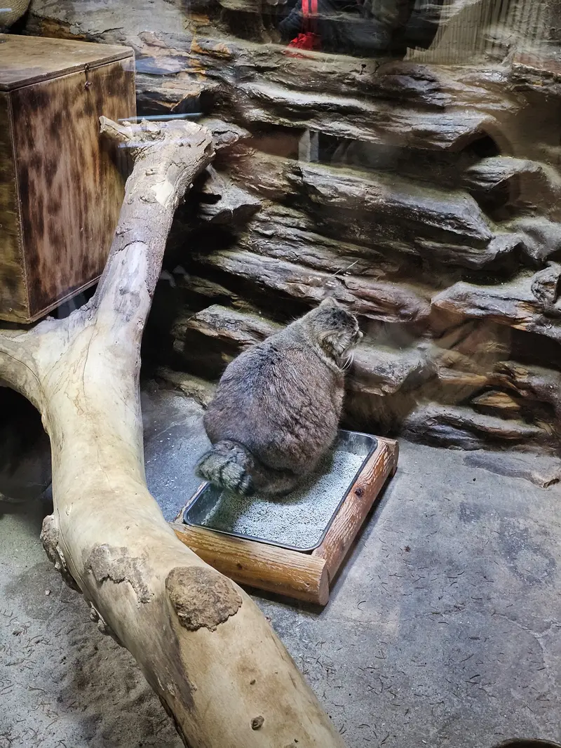 A photograph of a Pallas's cat in Ueno Zoological Gardens