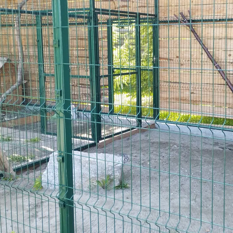 A photograph of Chip in Novosibirsk Zoo