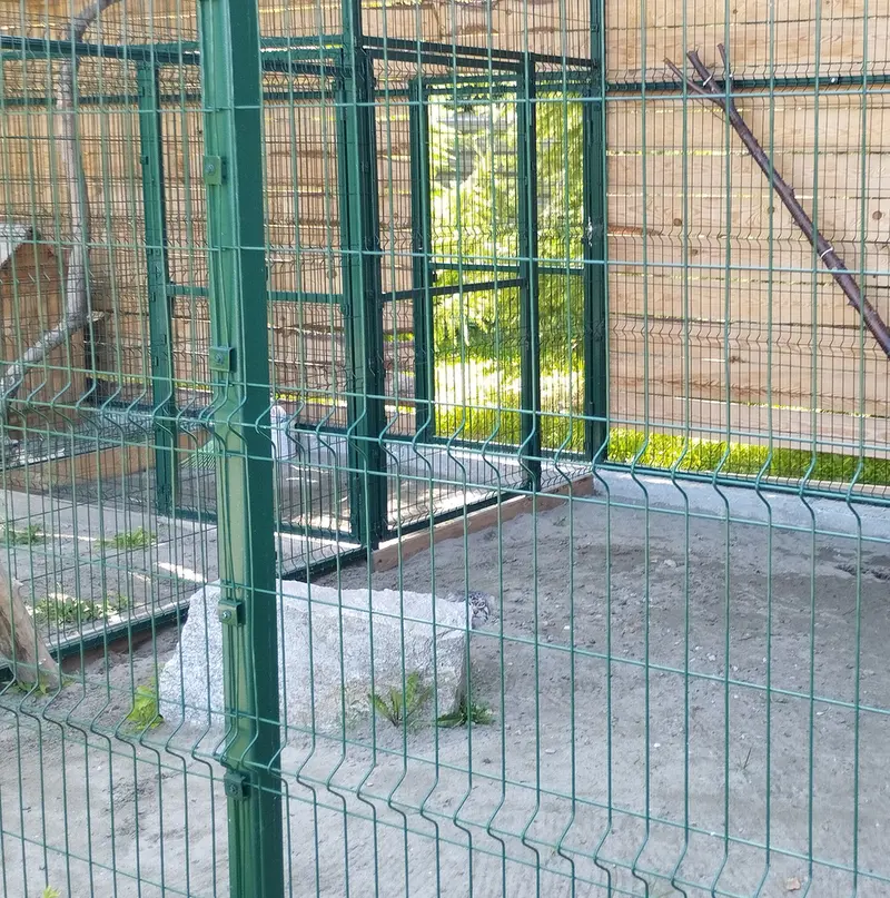 A photograph of Chip in Novosibirsk Zoo