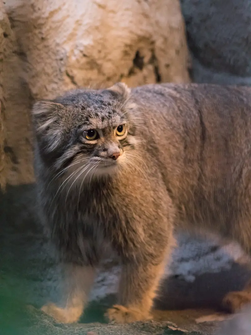 A photograph of Figa in Nogeyama Zoo
