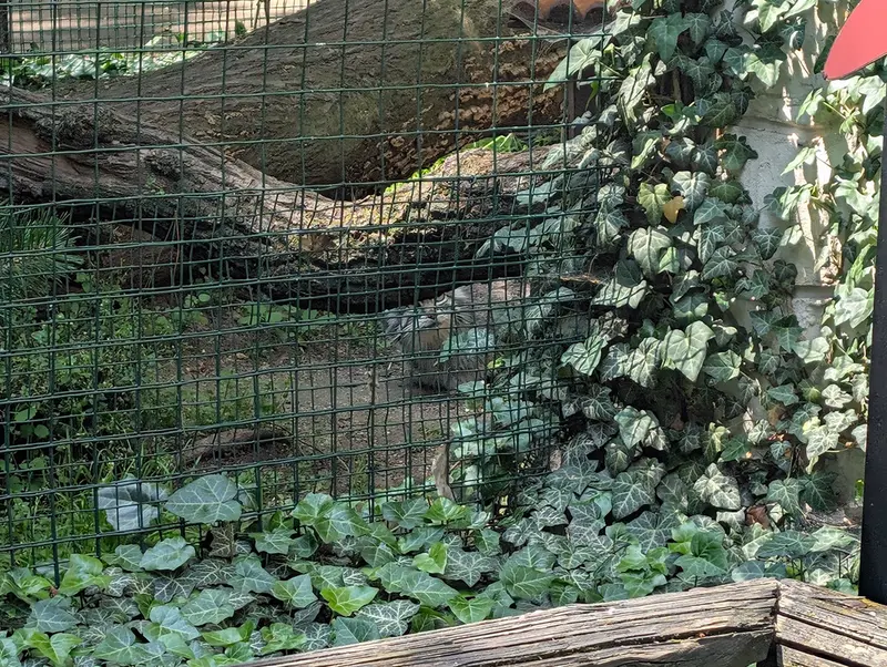 A photograph of a Pallas's cat in Chomutov Zoo