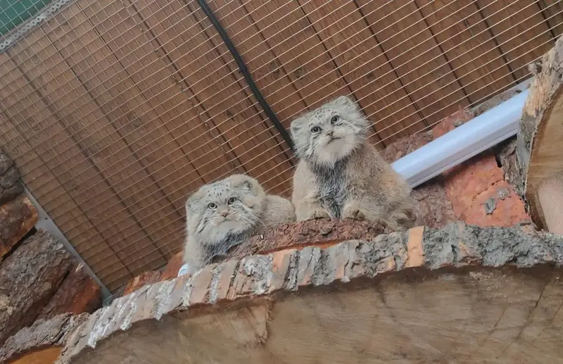 A photograph of Namika and Shu in Leningrad zoo