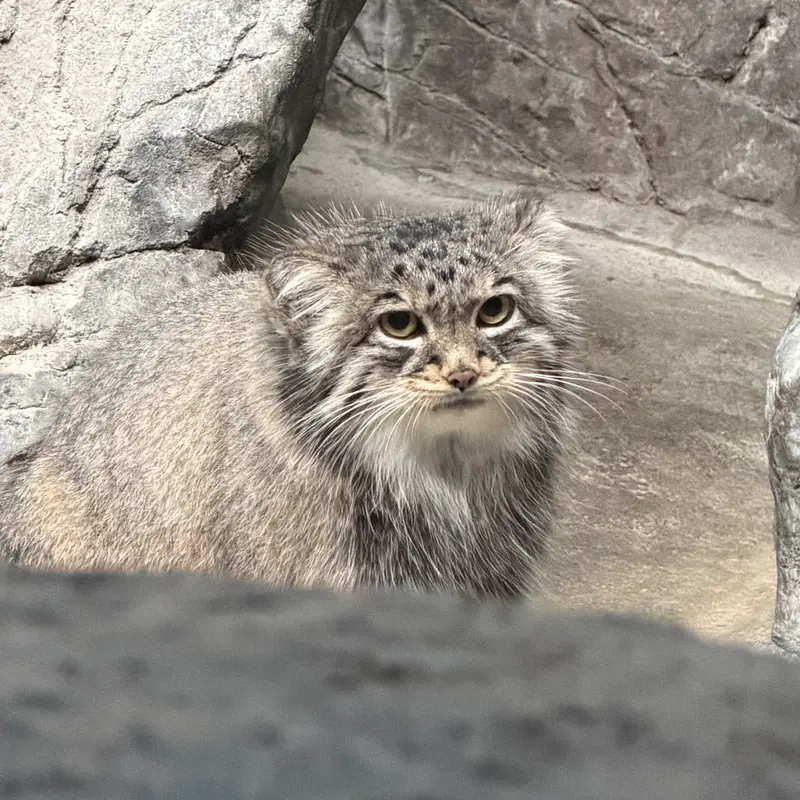 A photograph of Isabel in Cincinnati Zoo