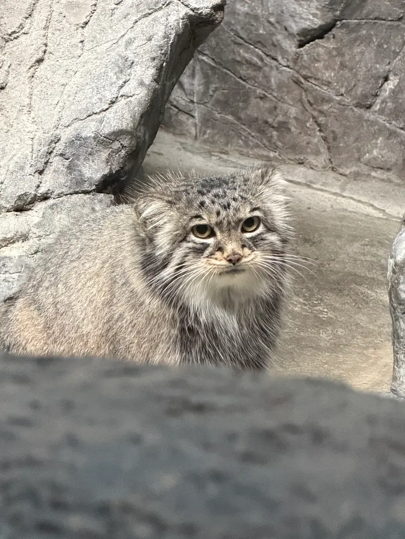 A photograph of Isabel in Cincinnati Zoo