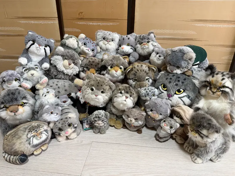 A photograph of a Pallas's cat