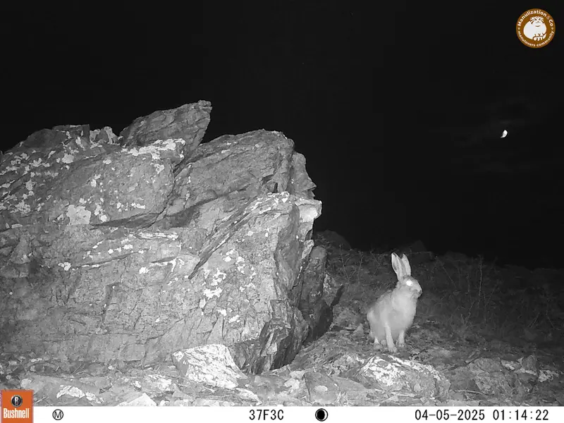 A photograph of Hare from Karashoky camera trap