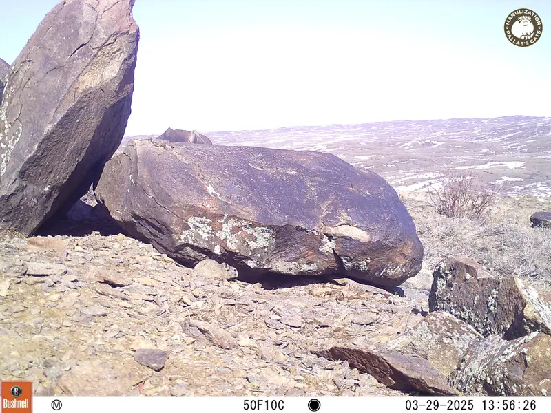 A photograph of Kazakh pika from Koshkar camera trap