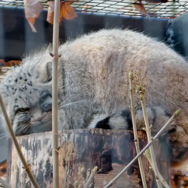 A photograph of Zaya in Gdansk Zoo