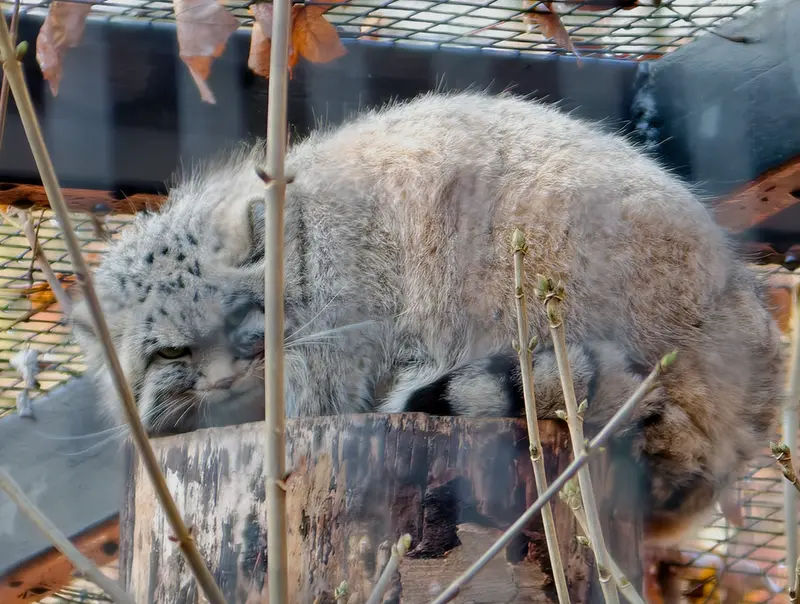 A photograph of Zaya in Gdansk Zoo