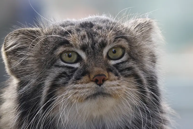 A photograph of Timofey in Moscow zoo