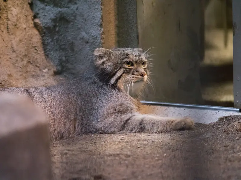 A photograph of Figa in Nogeyama Zoo
